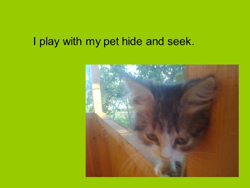 I play with my pet hide and seek.